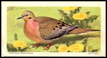 45 Mourning Dove